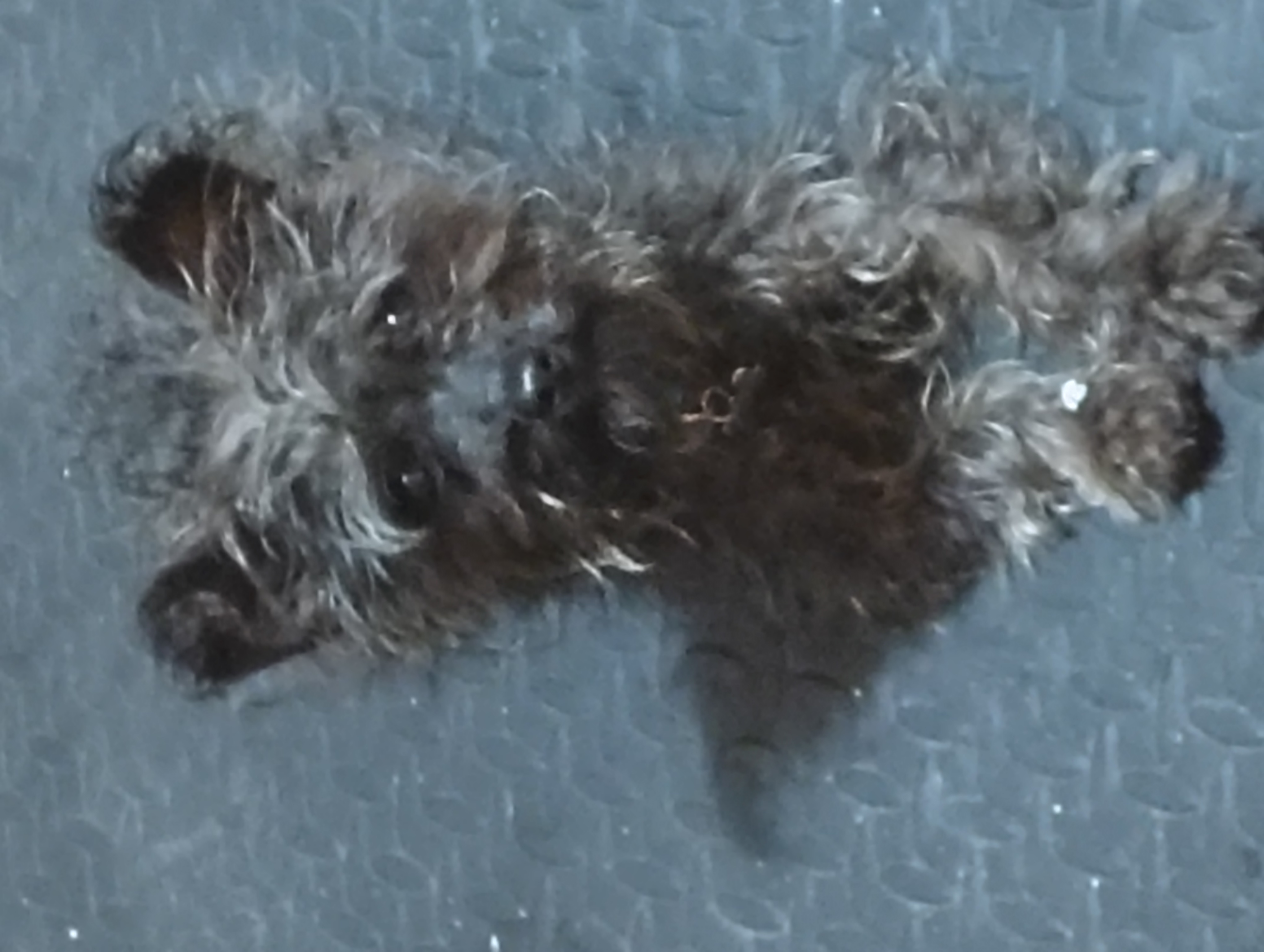 Photoofmissingdog